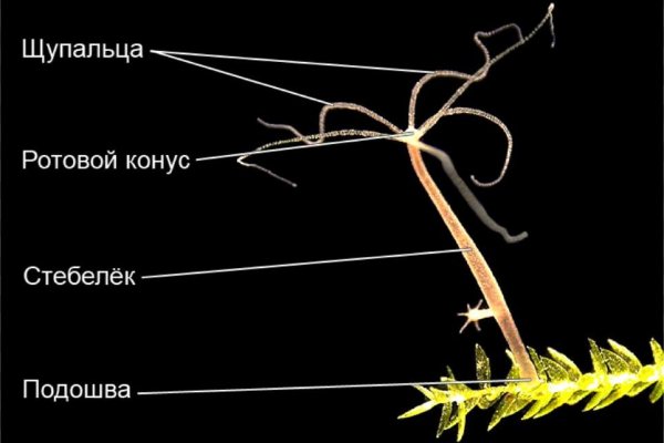 Кракен современный даркнет маркетплейс